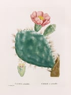 Cactus Cochenillifer Poster Cactus Cochenillifer Poster